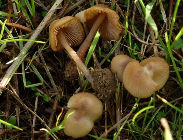 Piccolo entoloma